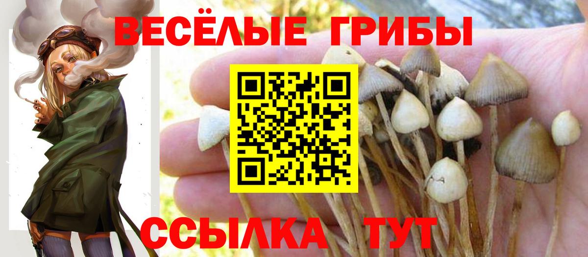Псилоцибиновые грибы Psilocybe Реутов